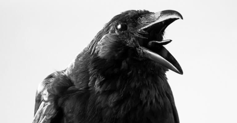 Animals that sleep standing up - Crows