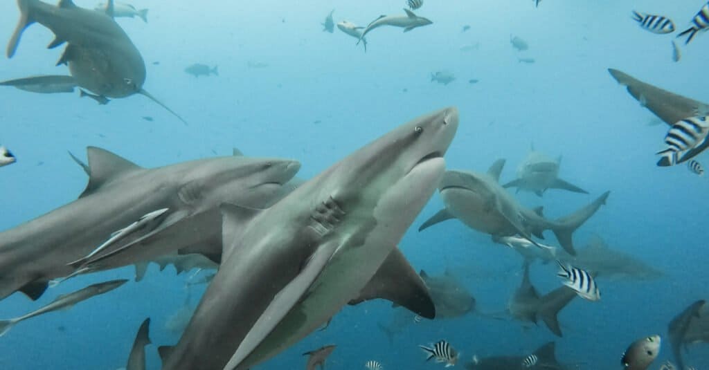 Faits sur le requin taureau - un groupe de requins taureau