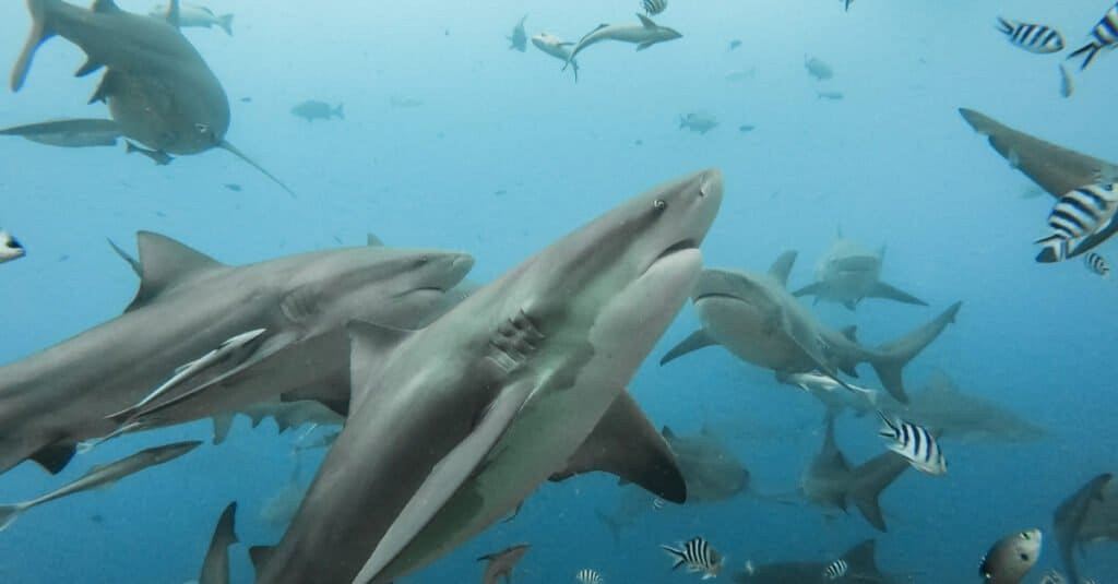 Bull shark facts - a group of bull sharks 