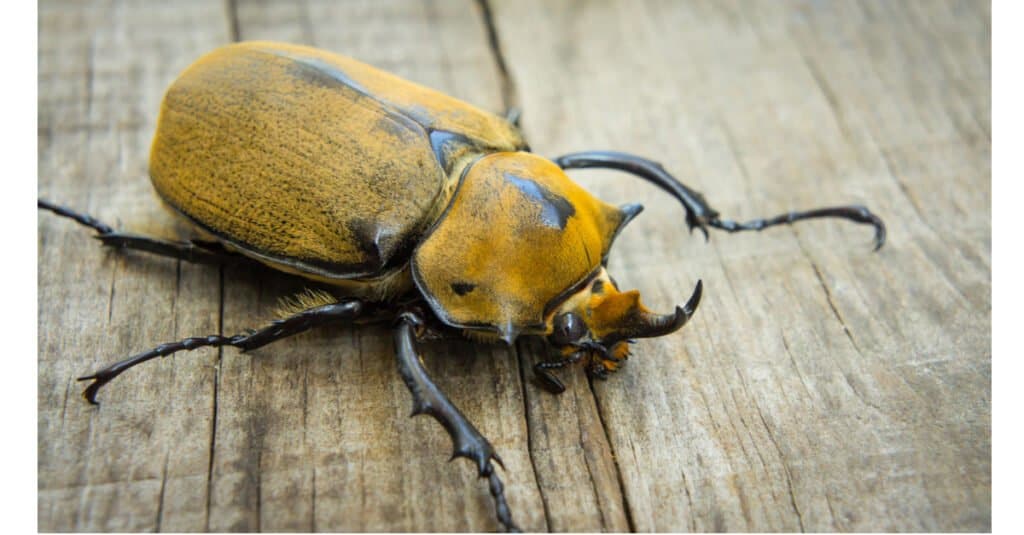 Largest beetles - elephant beetle