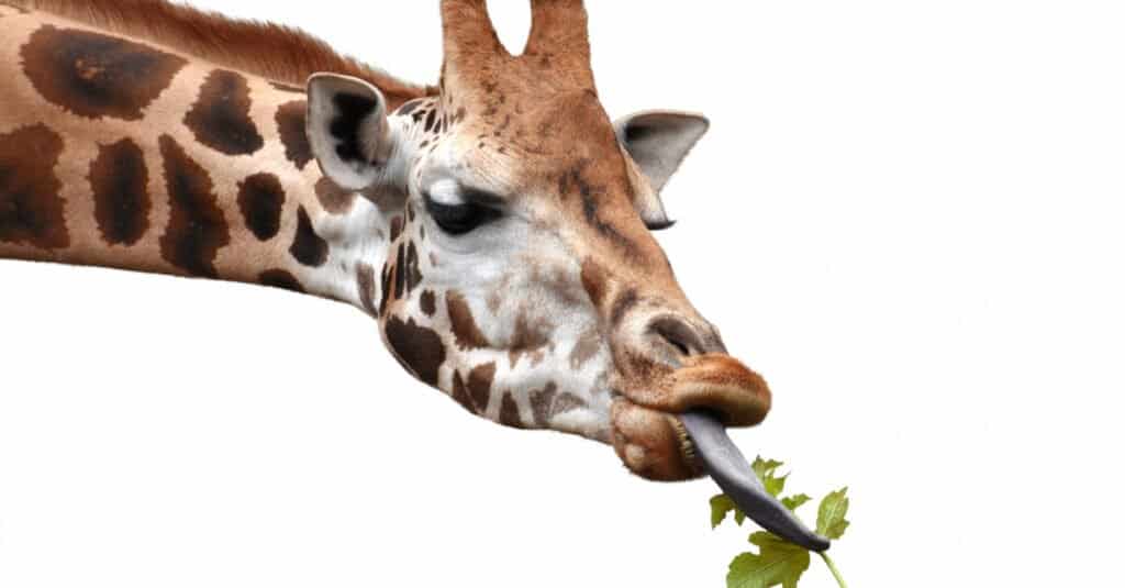 What do giraffes eat - giraffe eating on white background