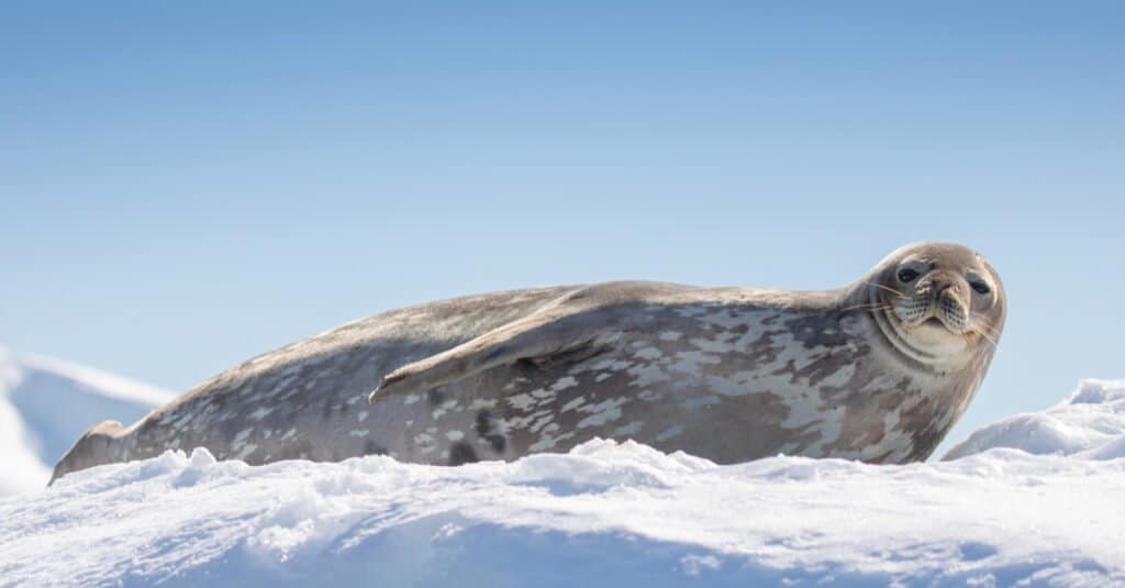 Largest seals - Weddell Seal