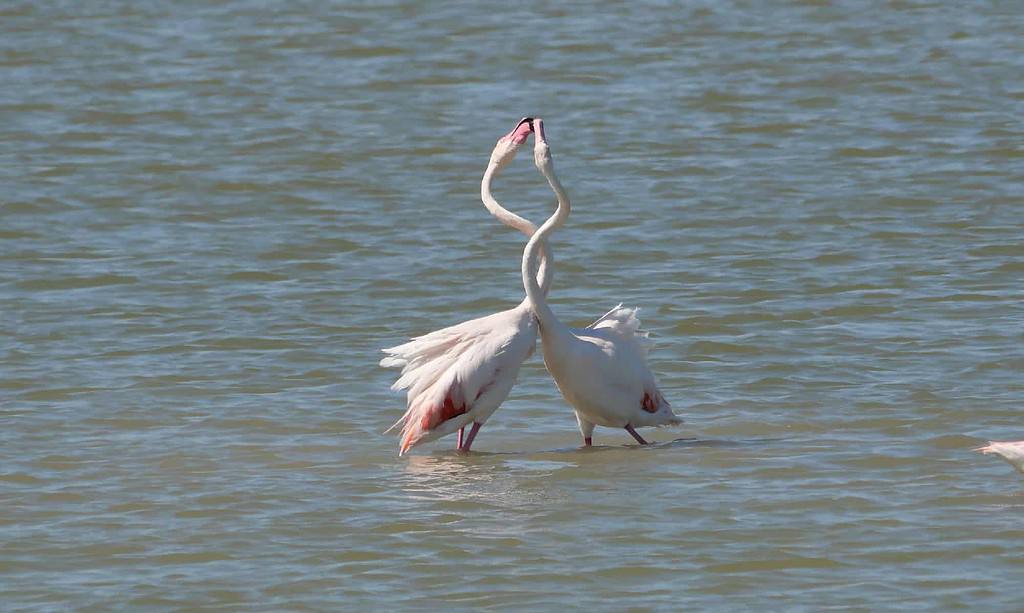 Animals That Dance