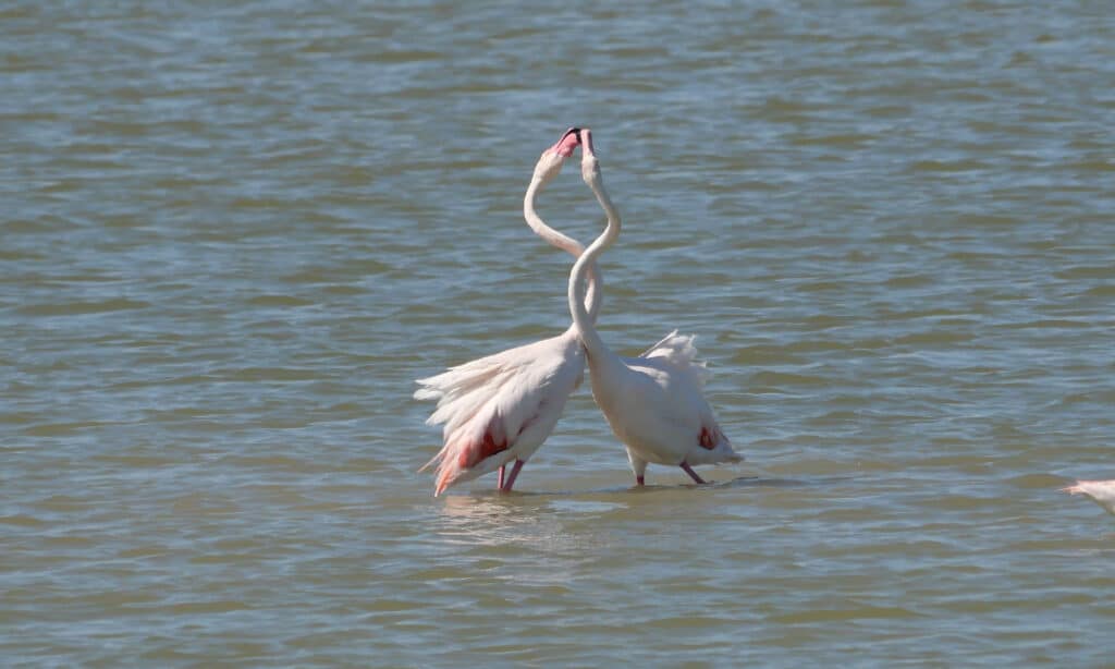 couple of Pink Flamingo