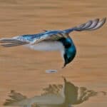 Tree Swallow