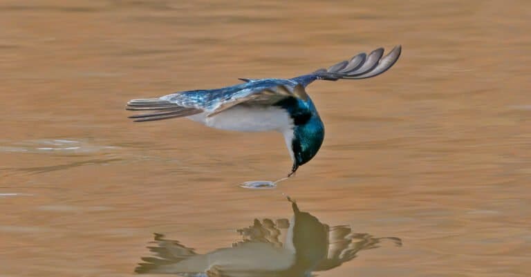Tree swallow