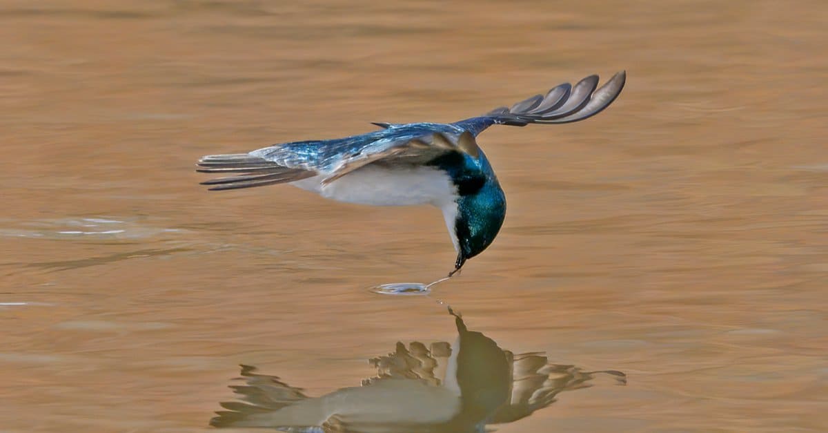 Types of birds that are blue - tree swallow