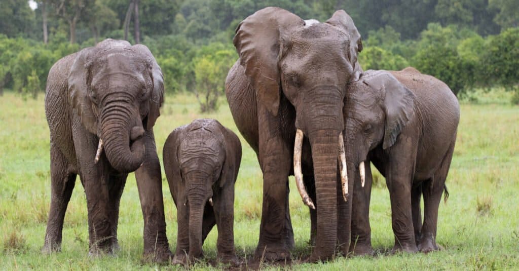 Animals sleeping standing up - elephants