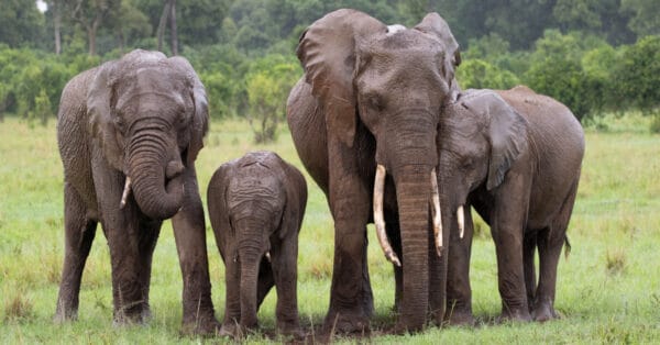 what-is-a-group-of-elephants-called-a-z-animals