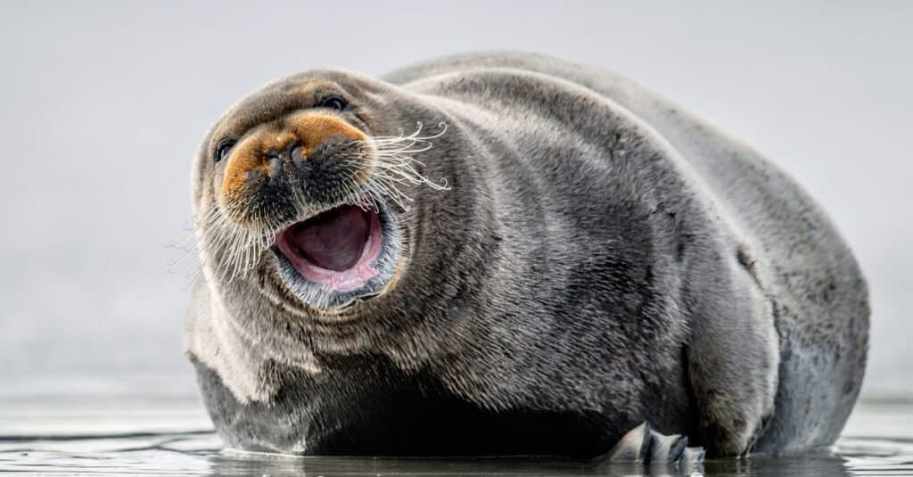 Largest seals - bearded seal 