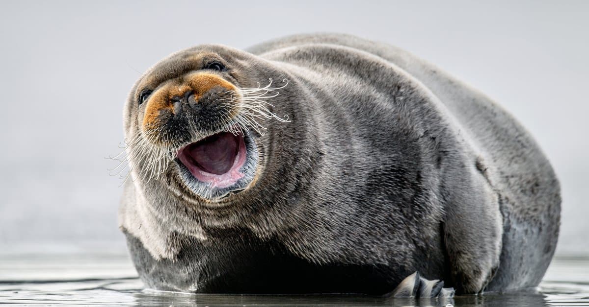 Are Seals Poisonous or Dangerous? - A-Z Animals