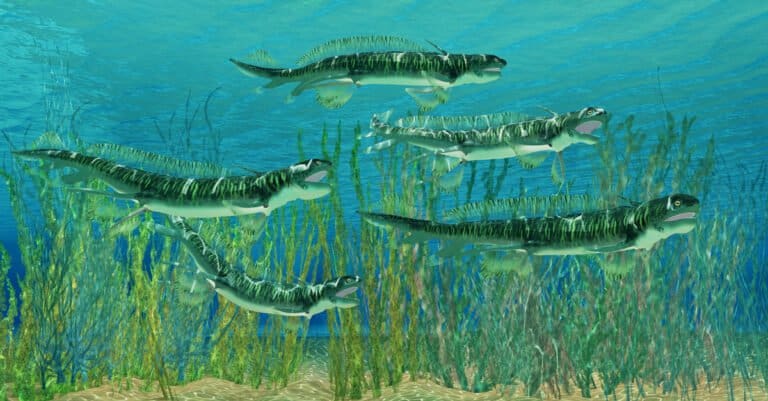 Sharks that went extinct - Orthacanthus