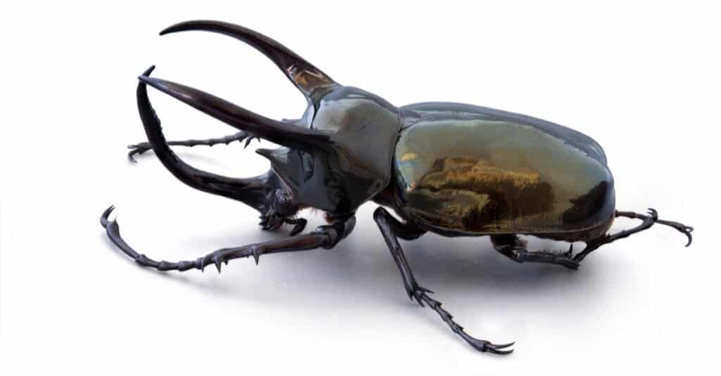Los escarabajos más grandes - escarabajo del Cáucaso