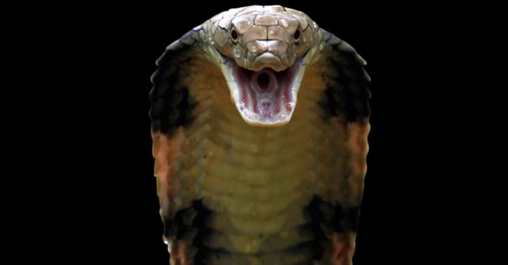 forest cobra bite