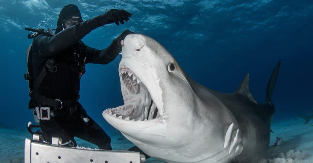 Sand Tiger Shark Eating Fish