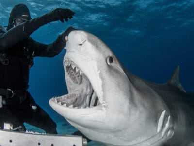 A The 3 Worst Shark Attacks in History (One Was in the Open Ocean)