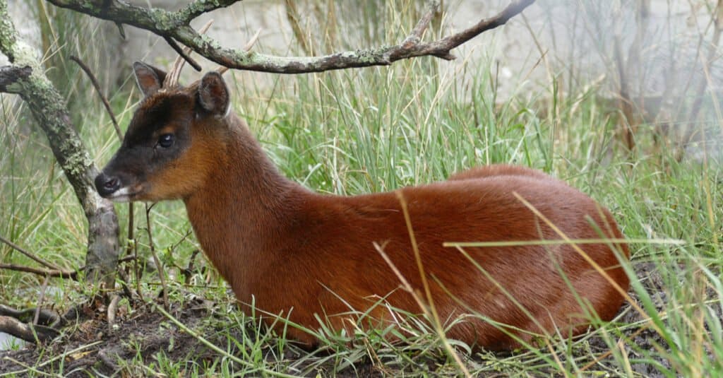 Largest Deer- Northern Pudu
