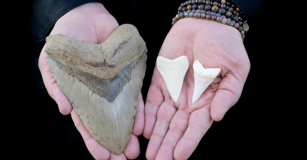 great white shark tooth size