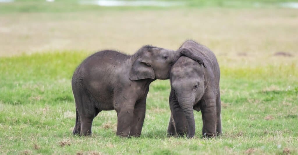 Elephant twins - two baby elephants
