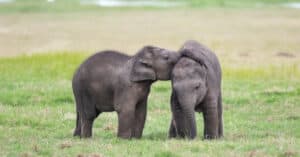 Elephant Twins! Is this Even Possible? Picture