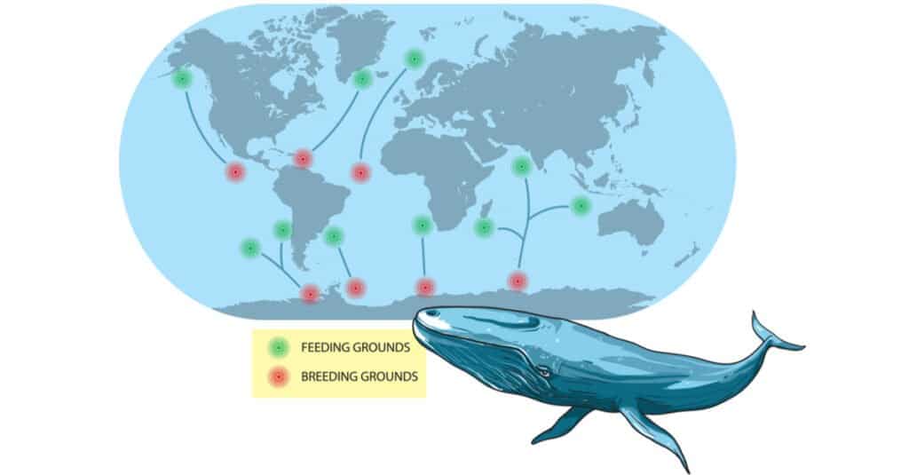 Baleen Whale Migration - Blue Whale Migration Map
