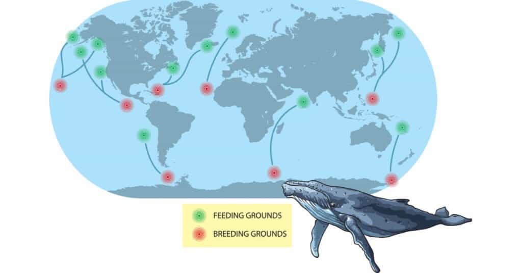 Discover the Incredible Baleen Whale Migration - A-Z Animals