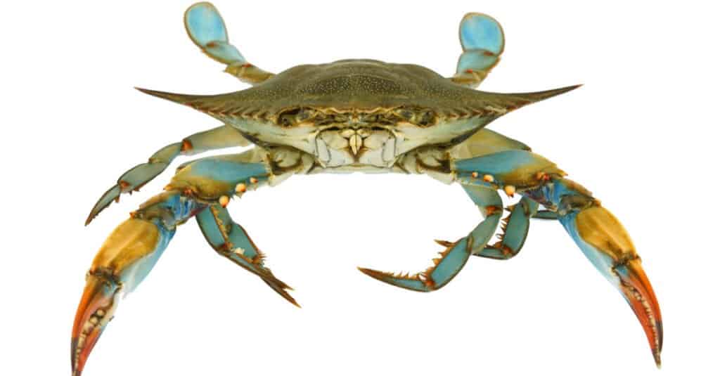 Largest crabs - blue crab 