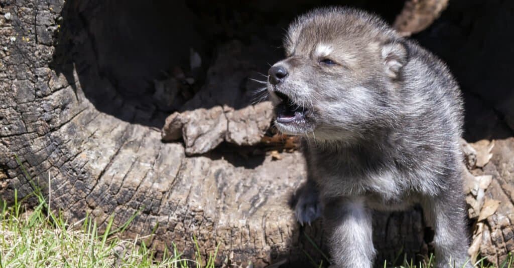 newborn gray wolf pups