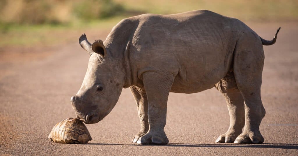 Rhino Baby - A calf exploring a turtle