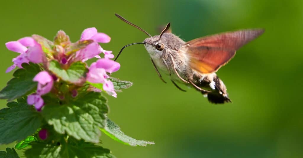 What do moths eat - hummingbird hawk-moth eating