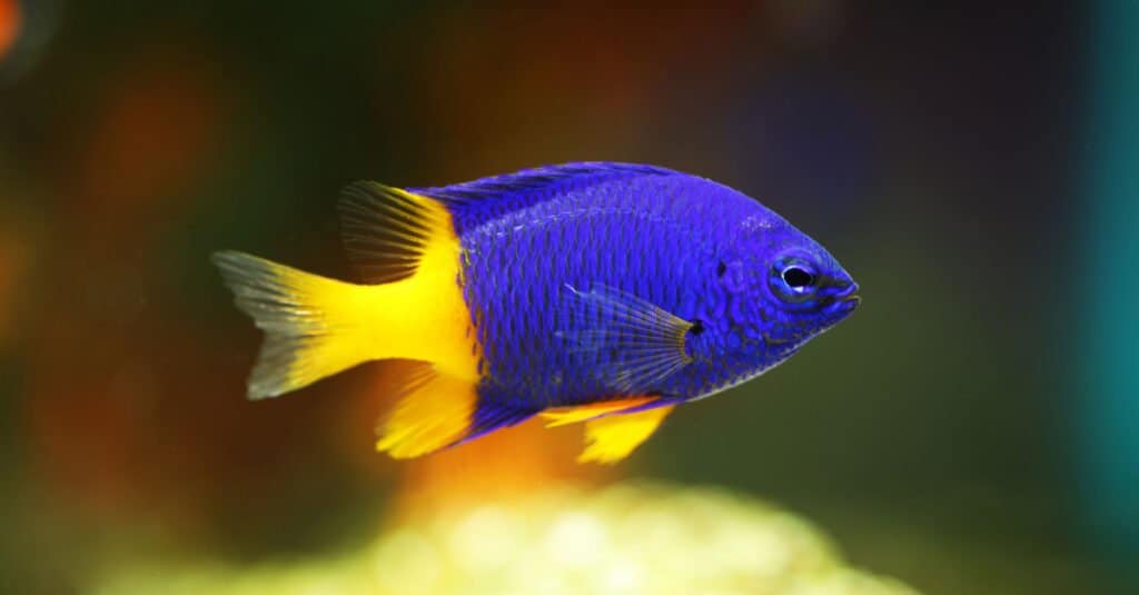 Blue Animals - Blue dameselfish 