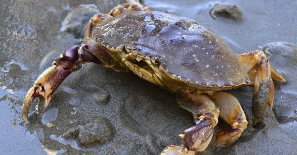 Largest Crabs - Dungeness Crab 
