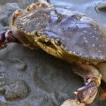 Dungeness Crabs are one of the larger species of crabs. 