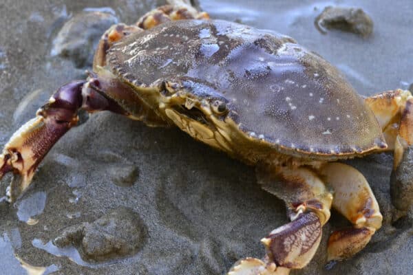Dungeness Crabs are one of the larger species of crabs. 