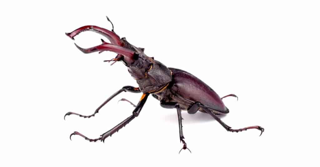 Largest beetles - European stag beetle 
