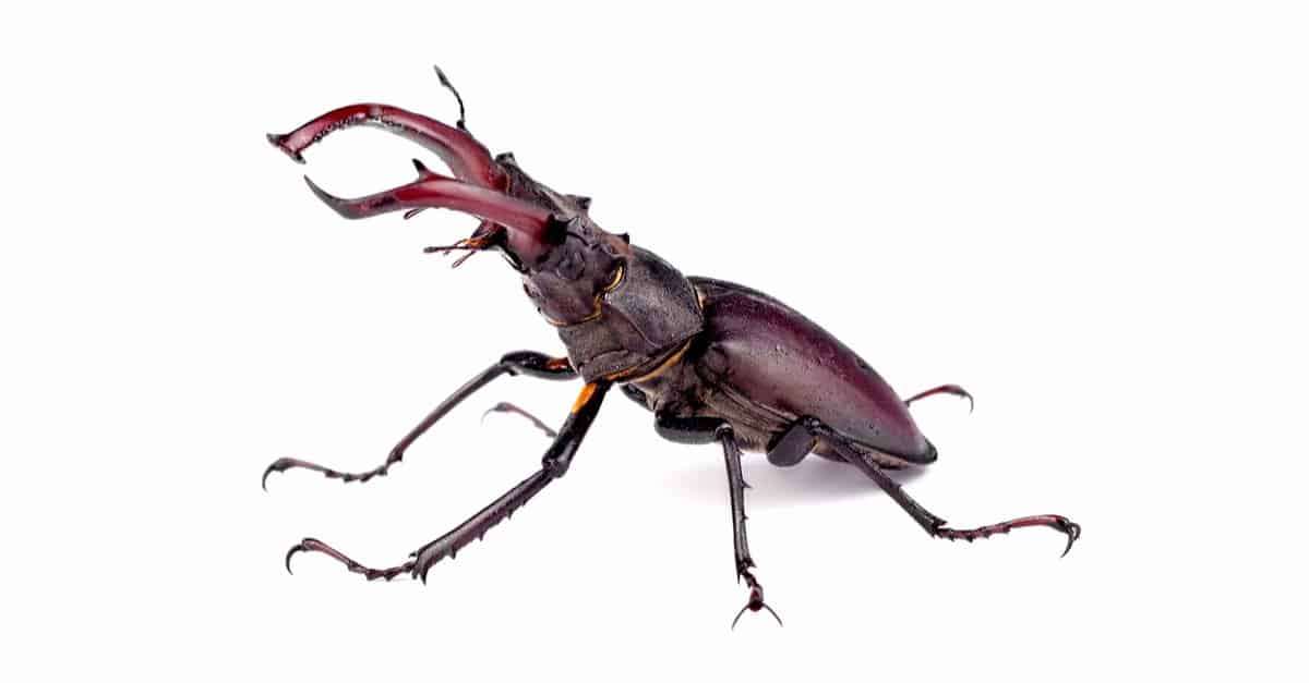 giant hercules beetle