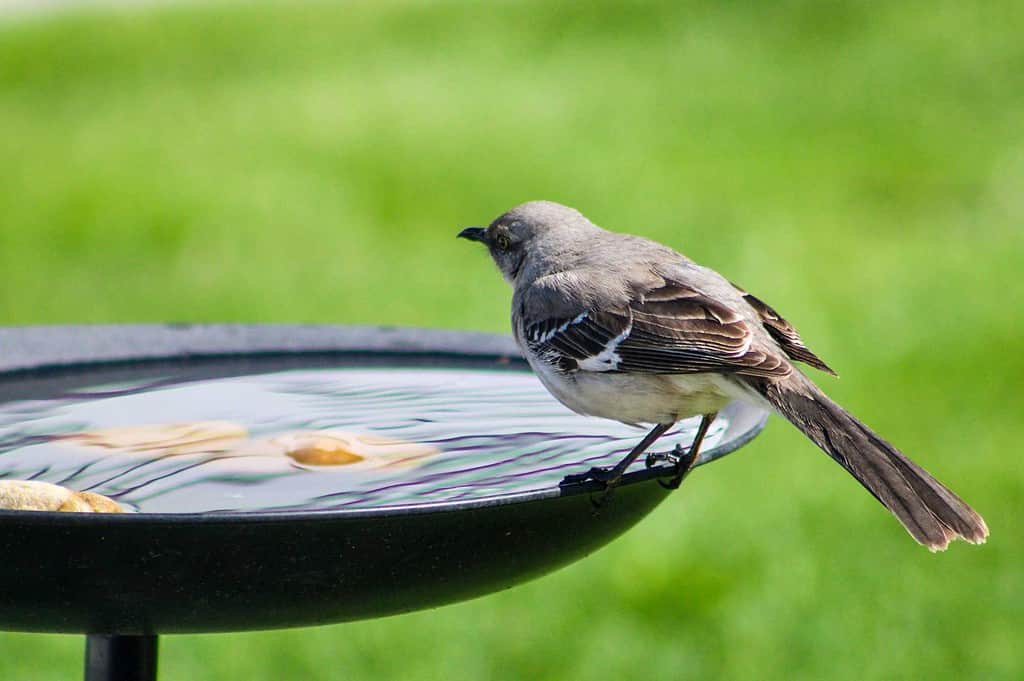 mockingbird in a bird bath ATTRIBUTION NOT FOUND