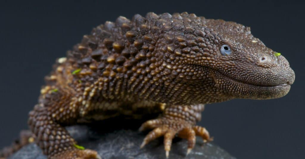 Monitor Lizard Facts - Borneo earless monitor 