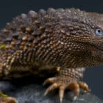 Earless monitor lizard