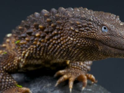 Earless Monitor Lizard Picture
