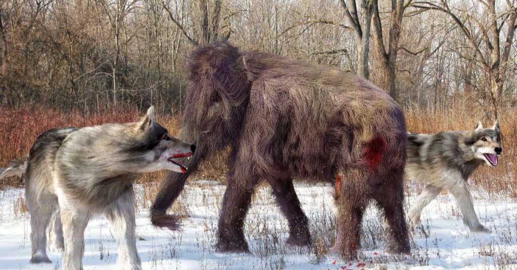 Wolf Size Comparison - Dire Wolf with Baby Mammoth