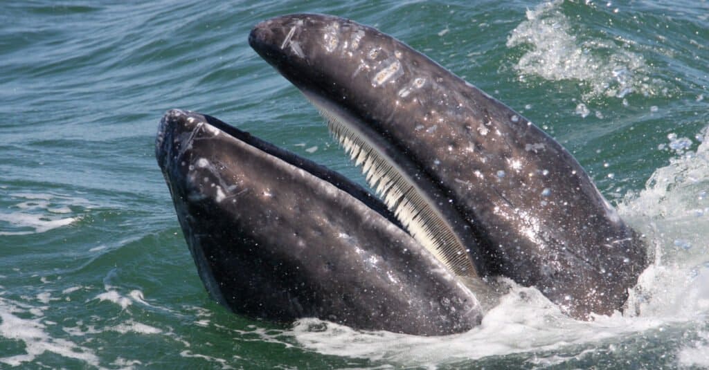 what do whales eat - gray whale baleen