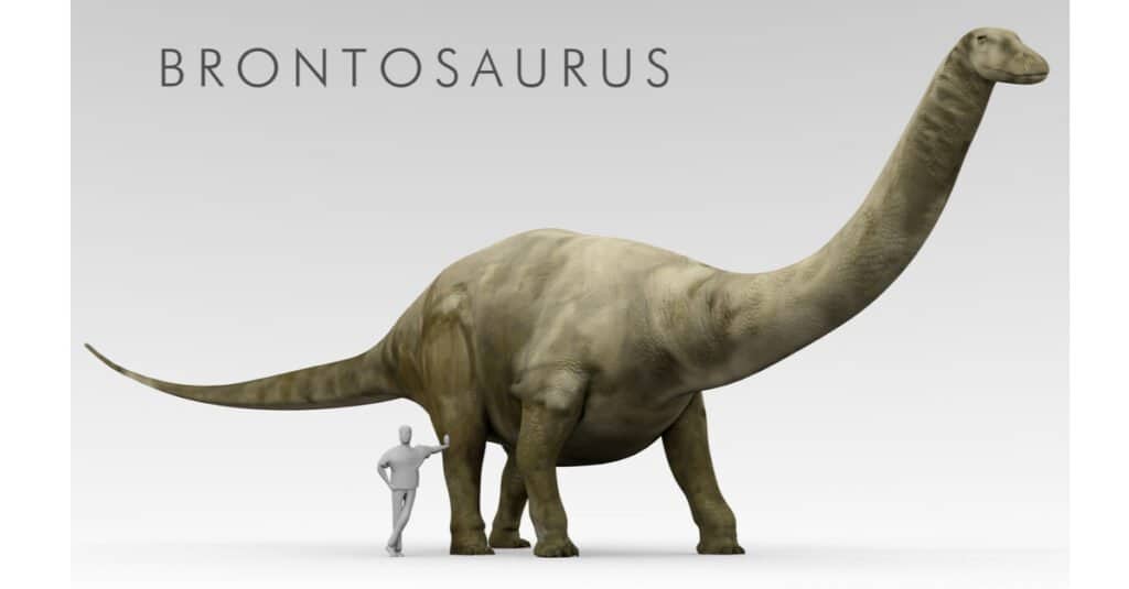 Blue Whale Size Comparison - Brontasaurus vs human 