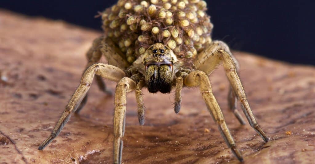 macro-shot-of-baby-wolf-spider