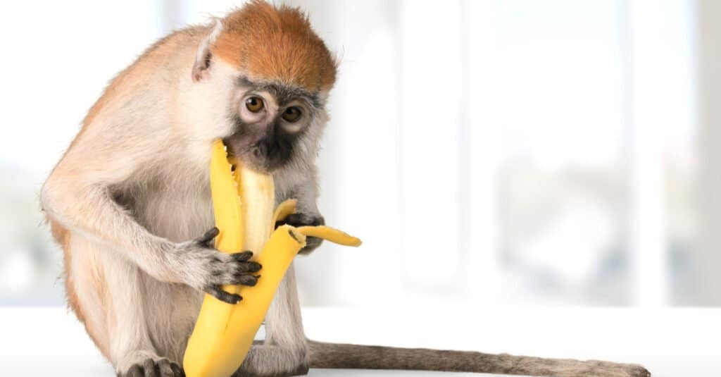 Что едят обезьяны - едят ли обезьяны бананы?