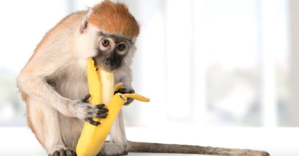 Do Monkeys Eat Meat? - A-Z Animals