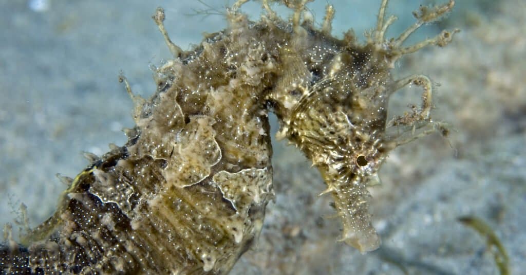 Largest seahorse - Lined Seahorse 