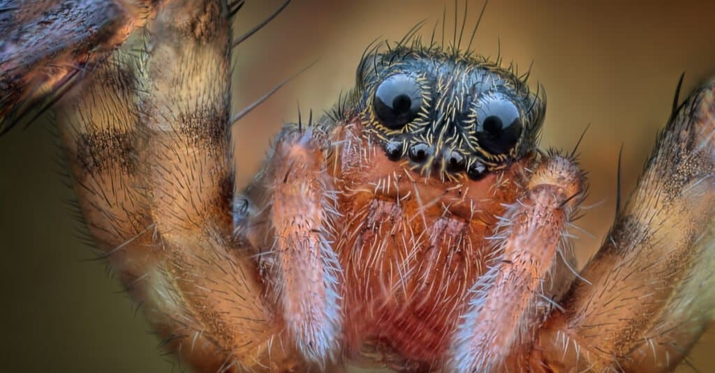 closeup-of-baby-wolf-spider