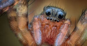 Baby Wolf Spider: Facts & Unbelievable Pictures! Picture