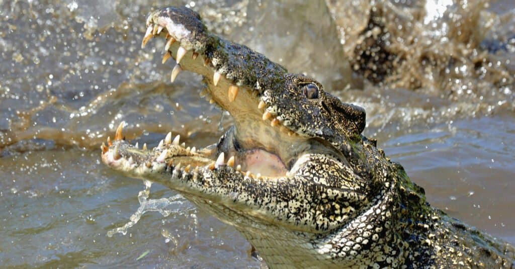 crocodile vs anaconda fight